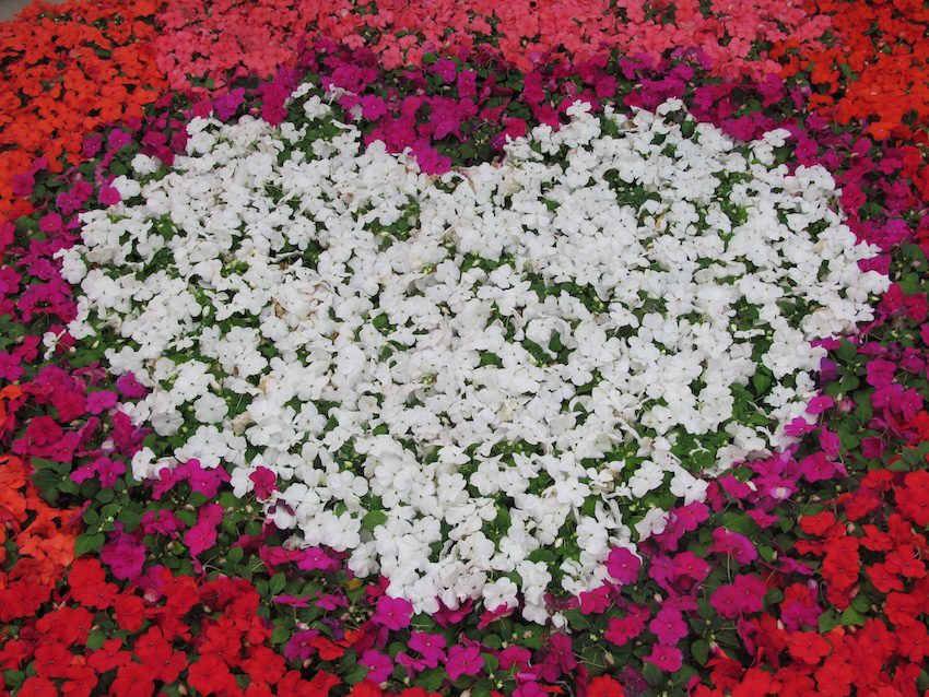 PanAmerican Seed supports Roots for Youth through Beacon impatiens