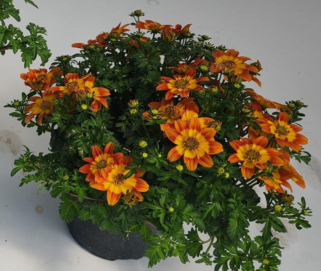 orange and yellow colored bidens flowers on a potted plant