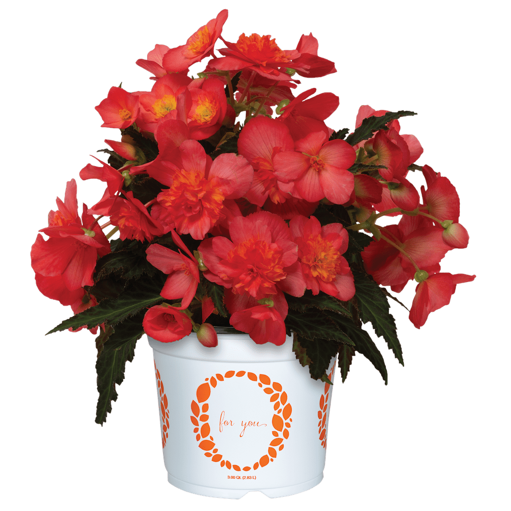 potted red begonia