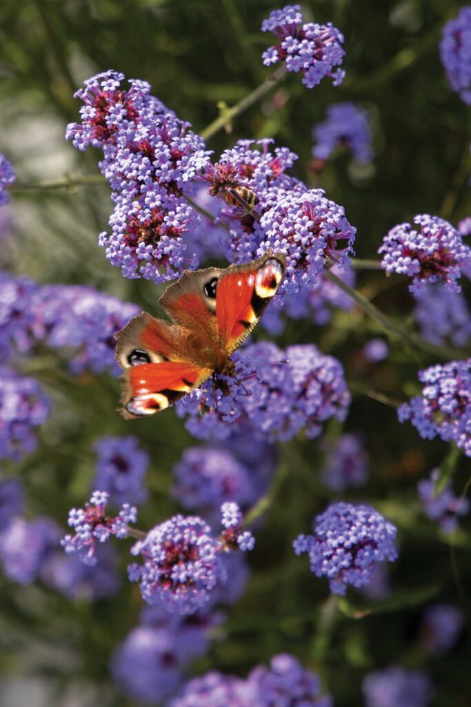 purple verbena blooms with an orange butterfly visiting