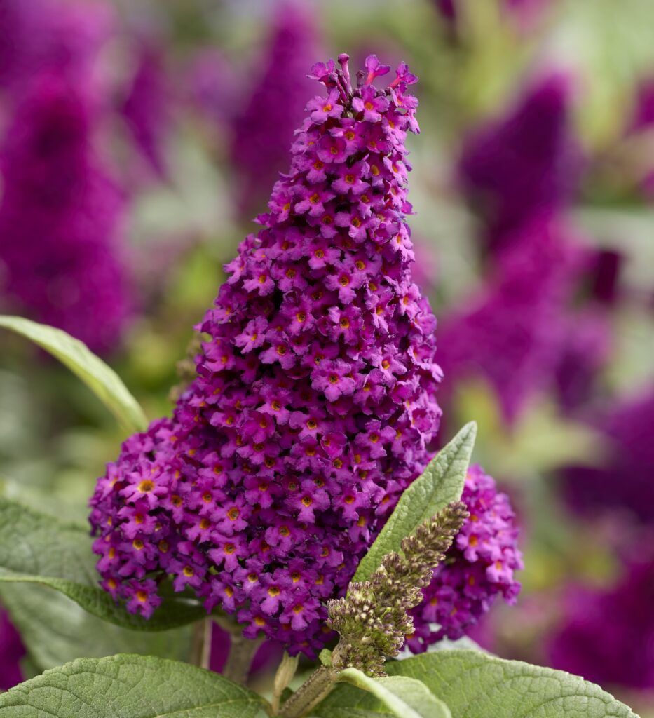 bright magenta flowering buddleia