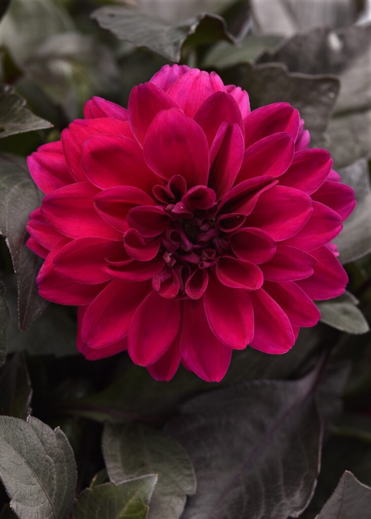 dark magenta dahlia flower