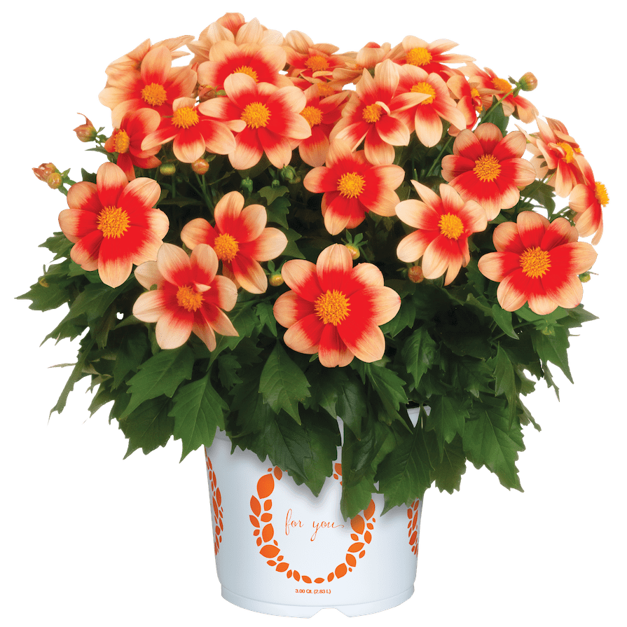 two-toned salmon blooms on a potted dahlia