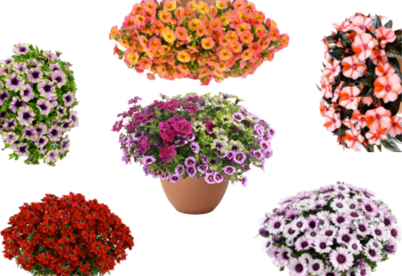 Danziger previews 2027 genetics ahead of California Spring Trials