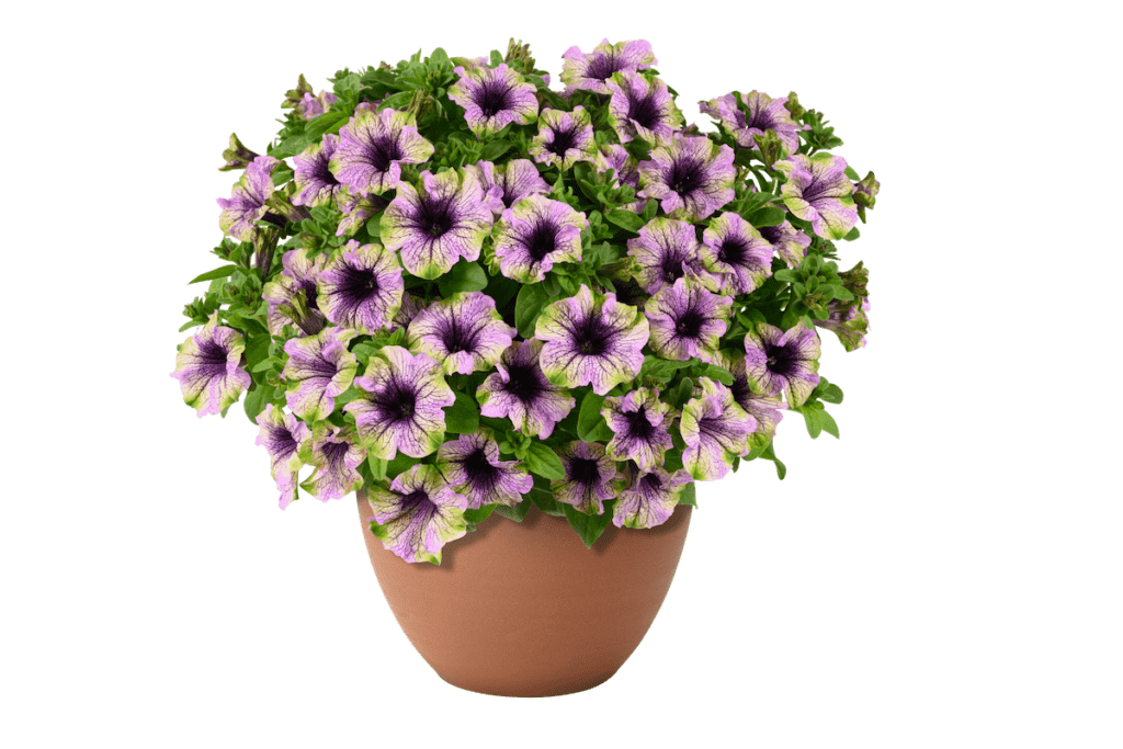 lavender and dark purple two-toned petunia flowers in a pot