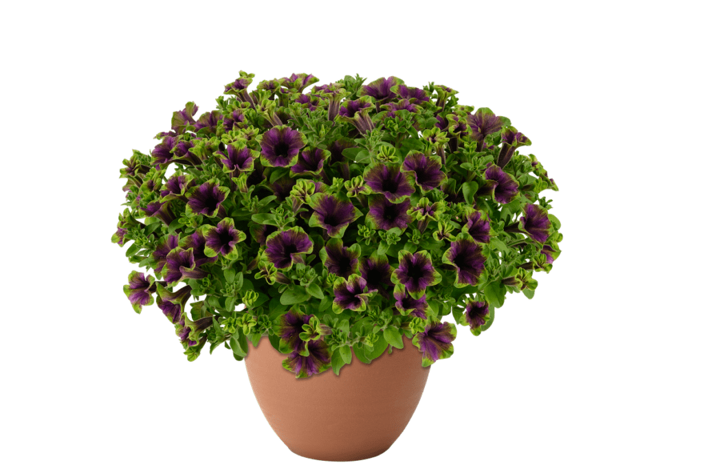 Dark purple potted petunias