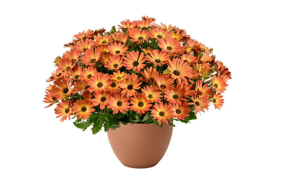 potted daisy with flower petals that are orange on the outside half and yellow on the inside half near the center.