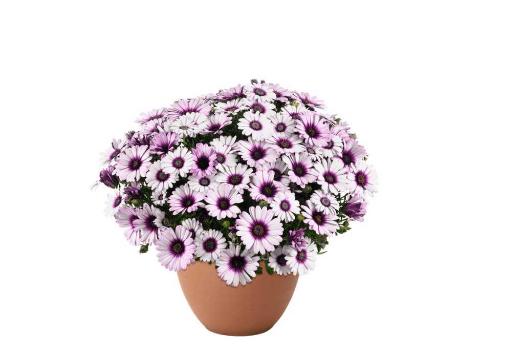 purple bicolor daisy flowers