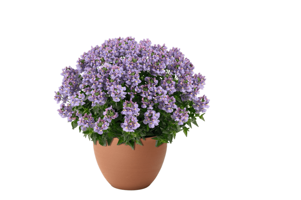 purple/blue potted nemesia