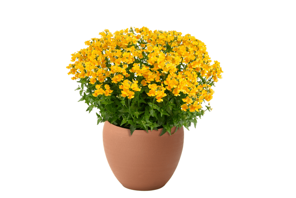potted yellow nemesia