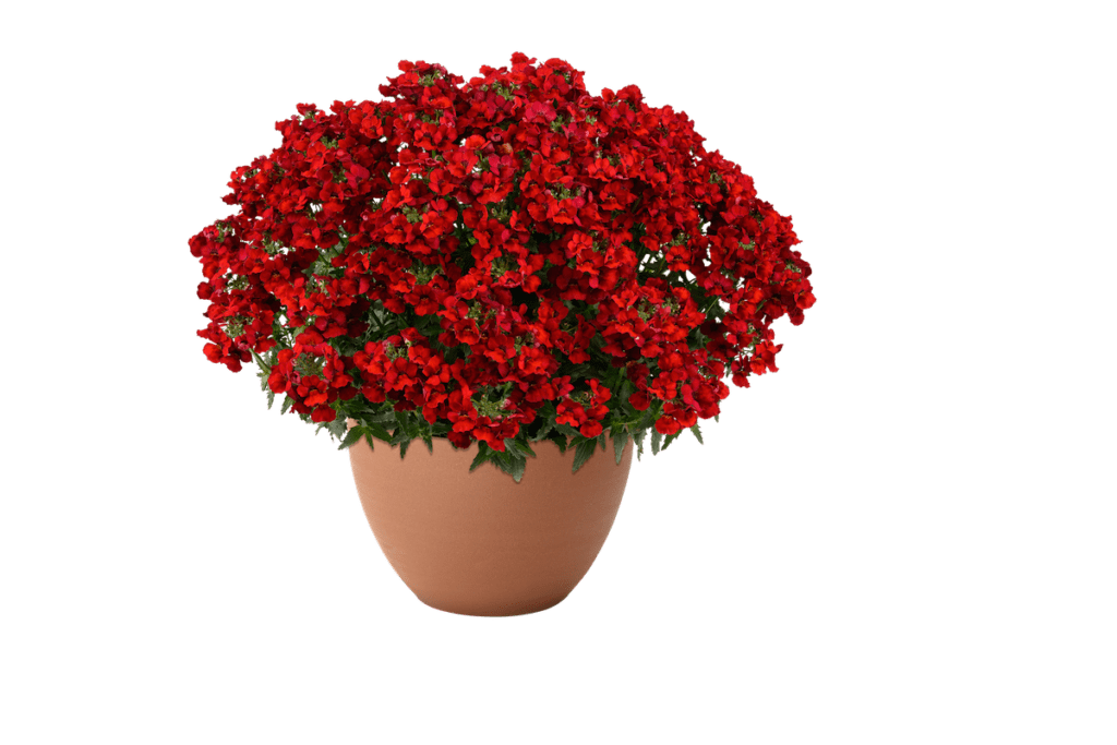 potted red nemesia