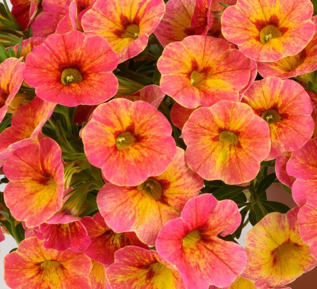 multi-colored red, orange and yellow calibrachoa flowers