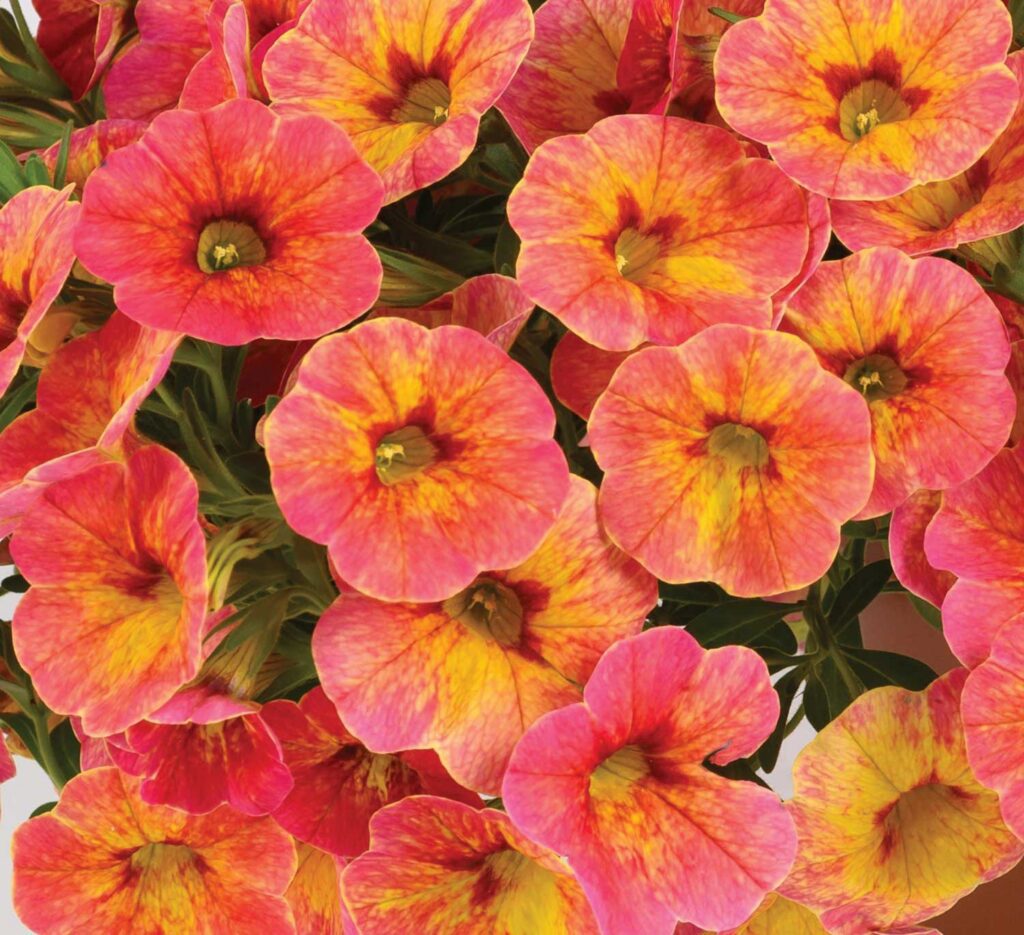 multi-toned calibrachoa flowers with red, orange and yellow tones in each bloom