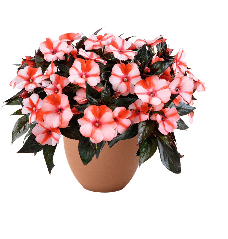 two-toned salmon-orange colored impatiens flowers in a pot