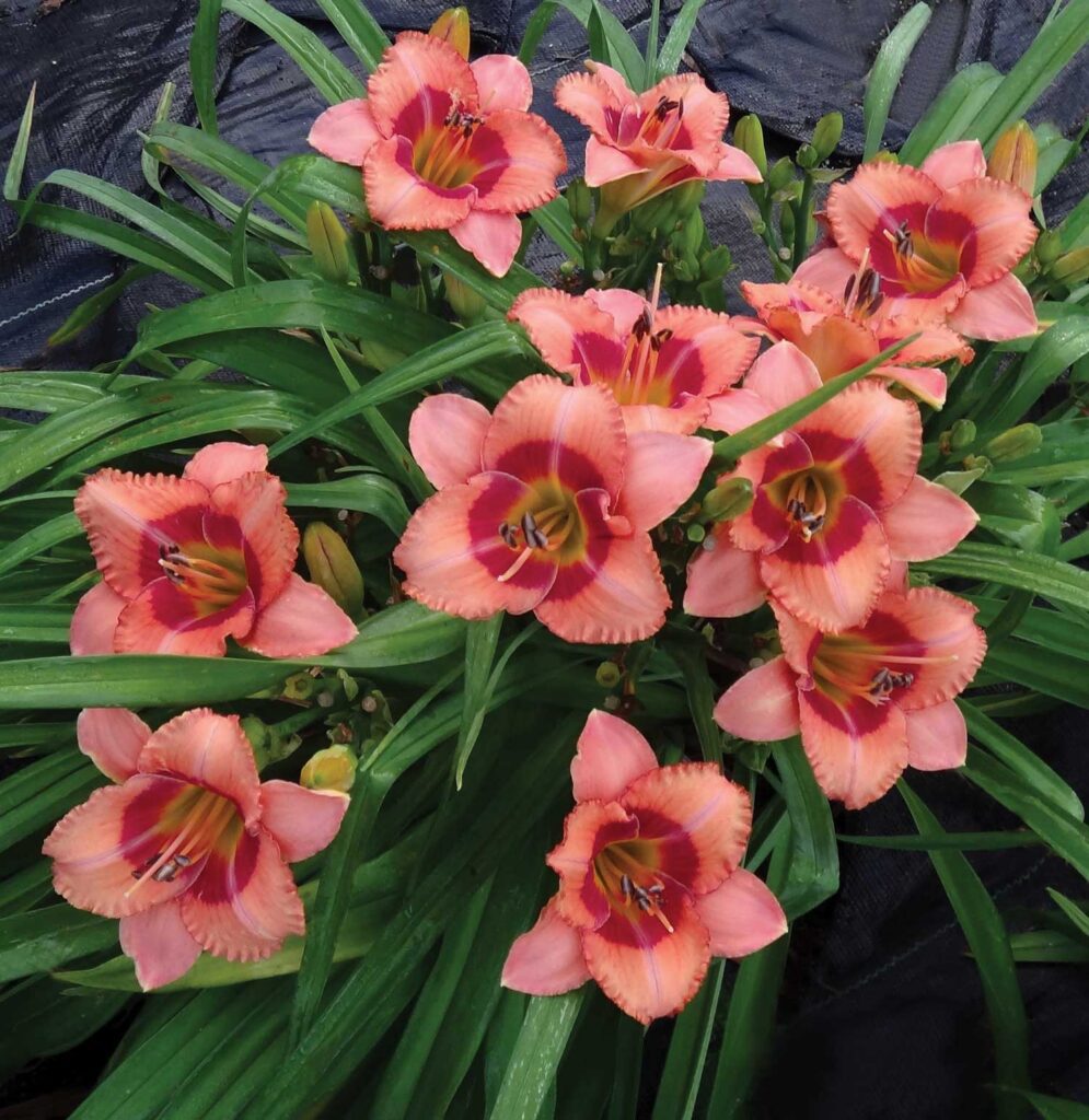 Two-toned coral pink daylily flowers