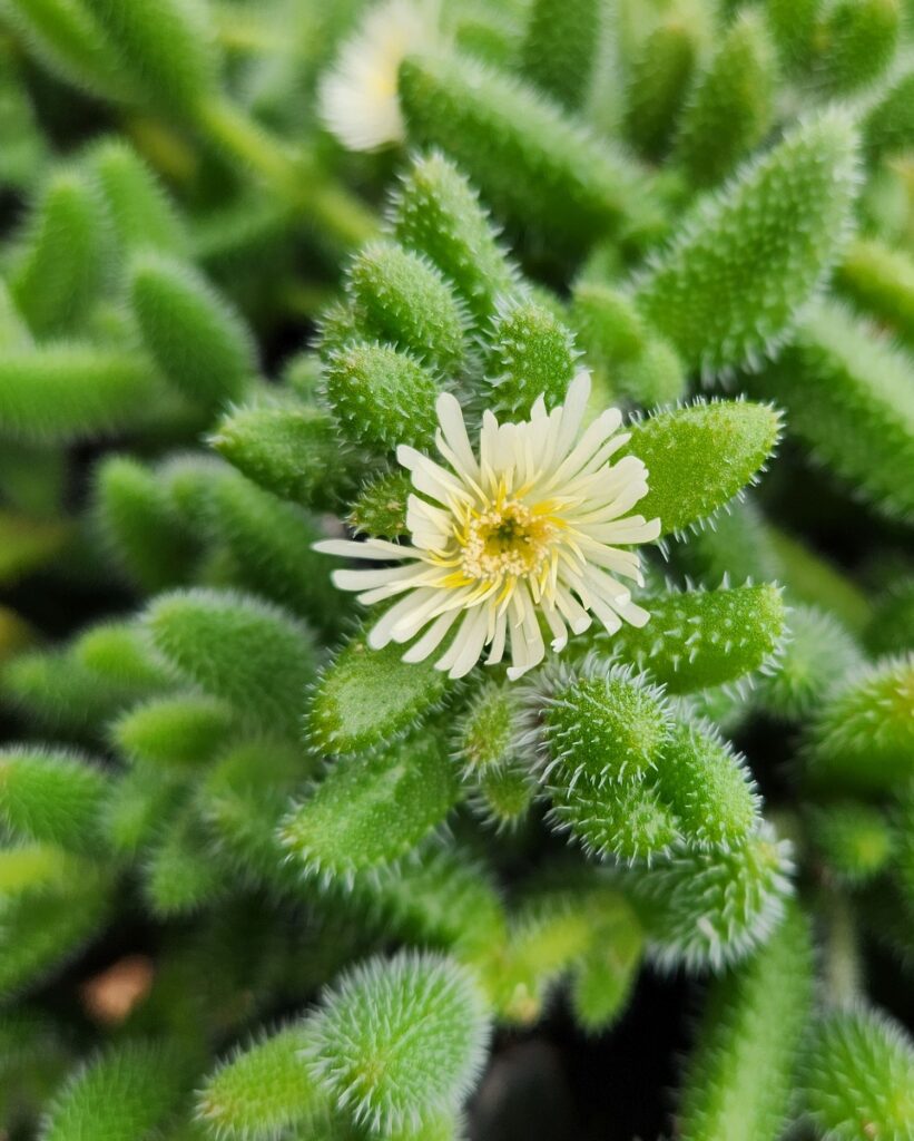 delosperma plant with pickle-like leaves