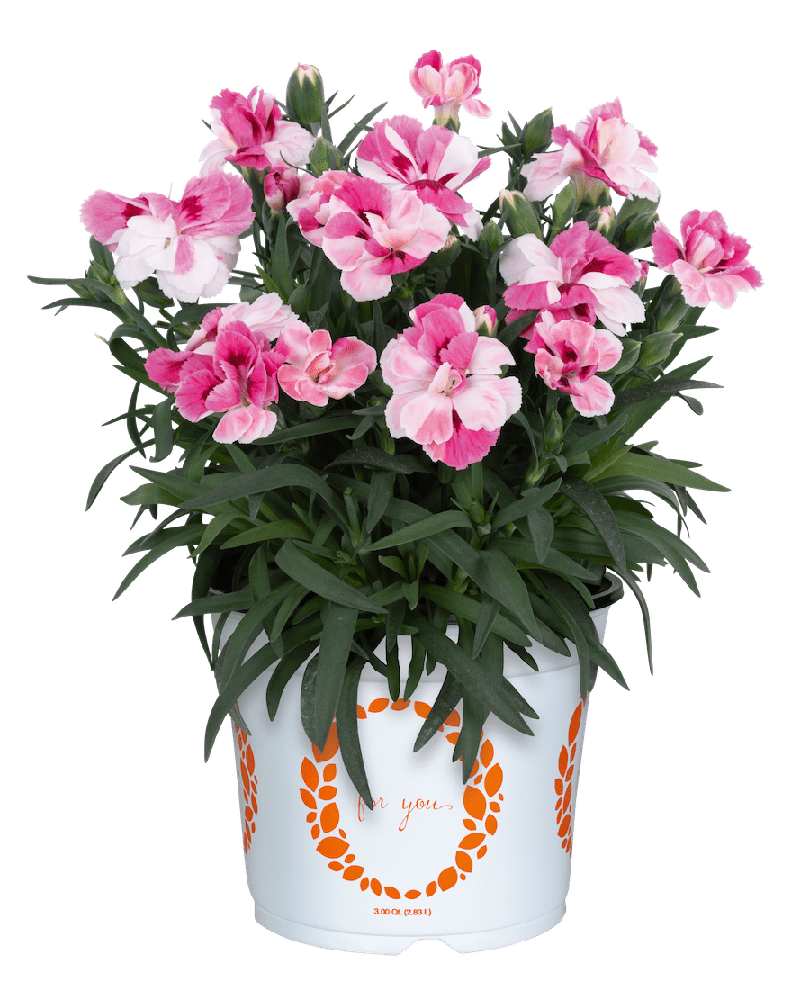 multicolored potted pink dianthus