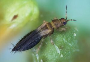 Dr Bugs: Antipredator behaviors of thrips