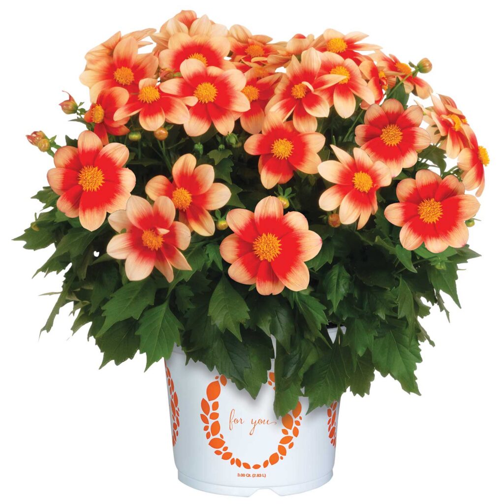 Two-toned salmon-colored flowering dahlia potted plant