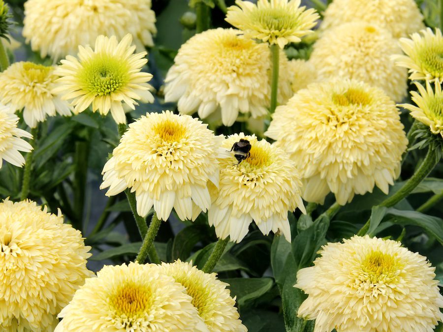 Terra Nova introduces new echinacea variety