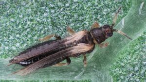 adult poinsettia thrips