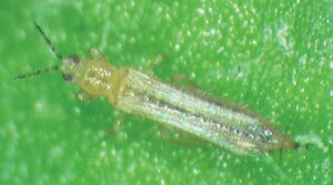 Westerrn flower thrips adult
