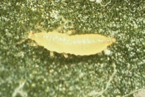 Second instar larva of Western flower thrips