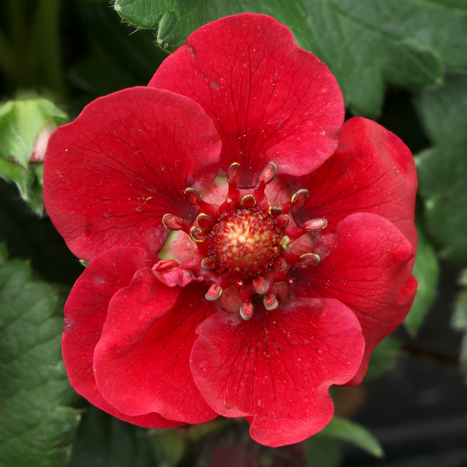 red strawberry flower