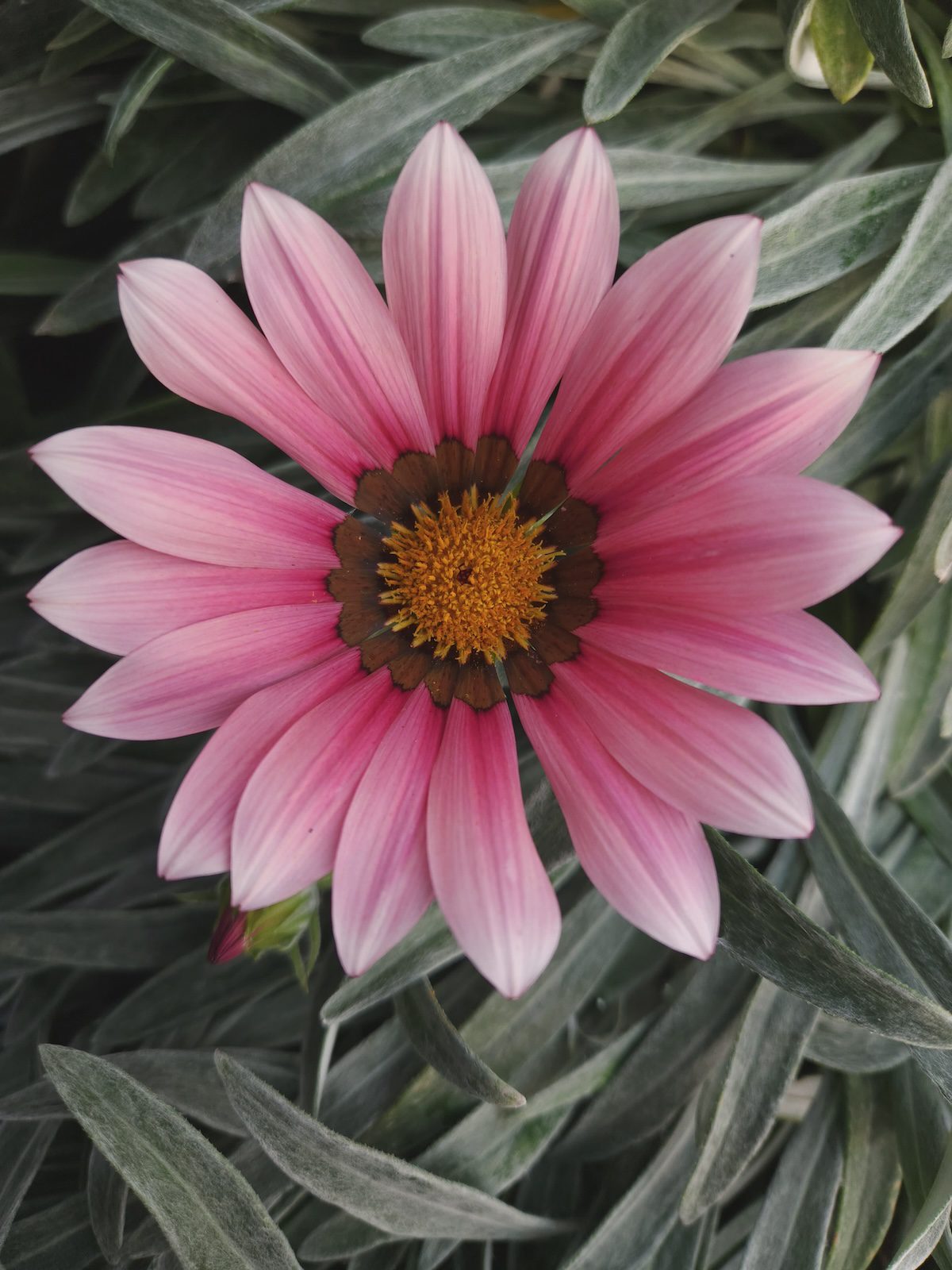pink gazania flower
