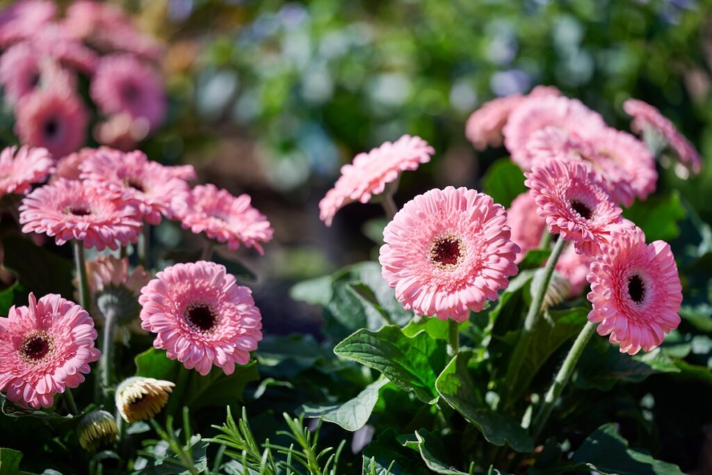 light pink gerbera daisy flowers