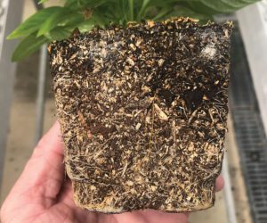 How good substrates can go bad with improper management