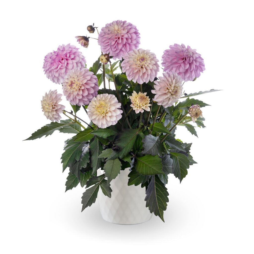 lavender dahlia blooms on potted plant