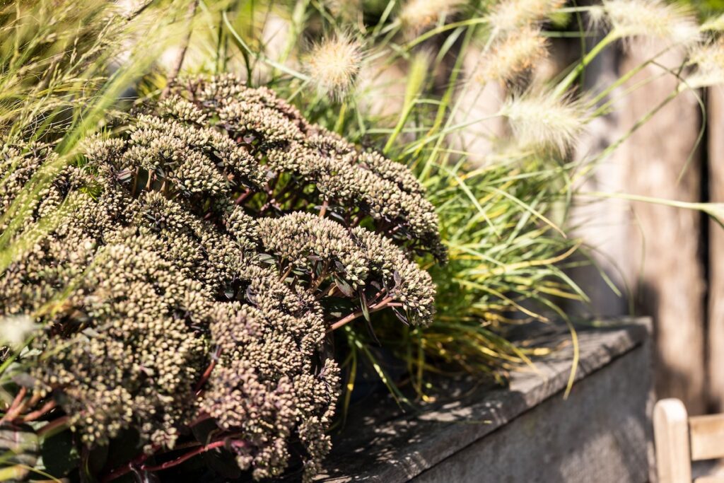 Dark vibes from Syngenta Flowers are catching looks at CAST