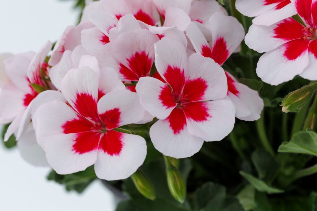 pelargonium flowers that are white on outside half and dark pink in middle