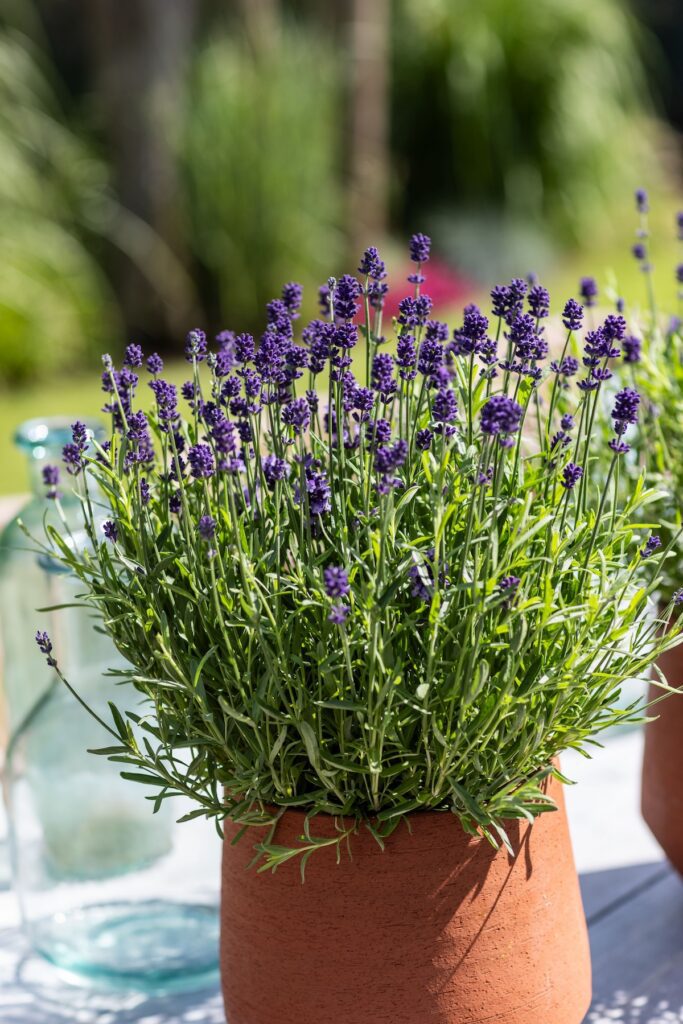 pottee blooming lavender