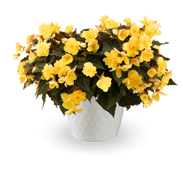 Potted begonia with yellow flowers and dark brown-green foliage