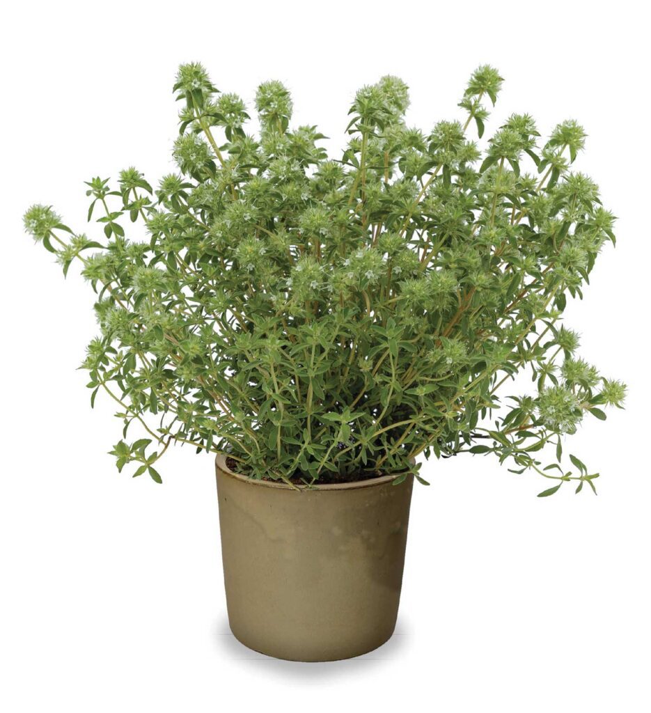 Potted thymus plant