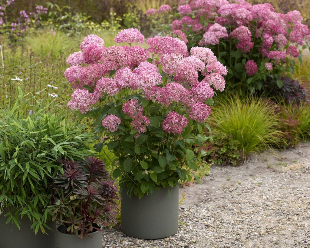 Pink blooming, potted hydrangea