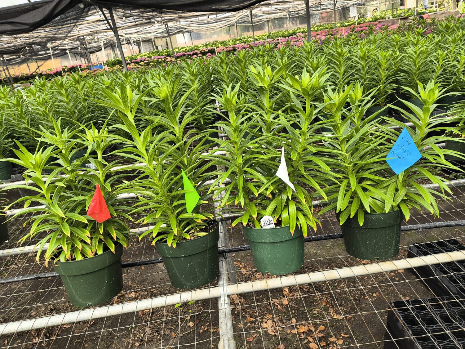 Potted lily plants in the greenhouse