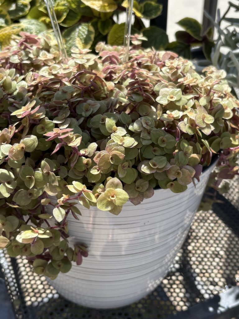 potted trailing plant with small leaves