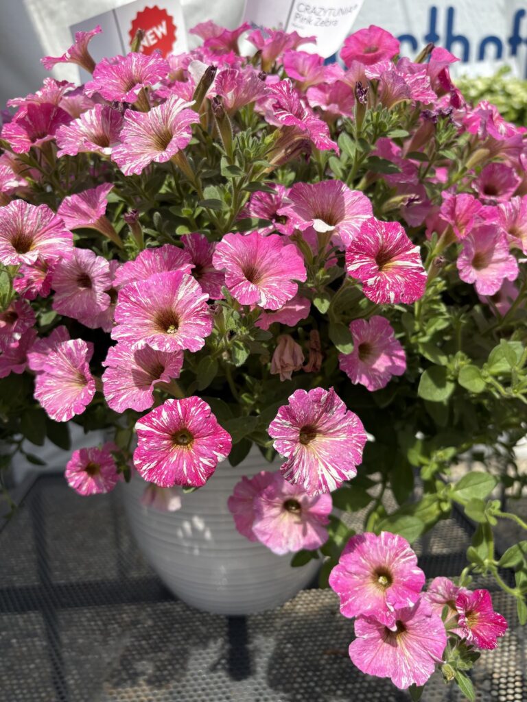 potted petunia with pink flowers and white zebra-like stripes