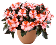 potted impatiens with salmon colored blooms