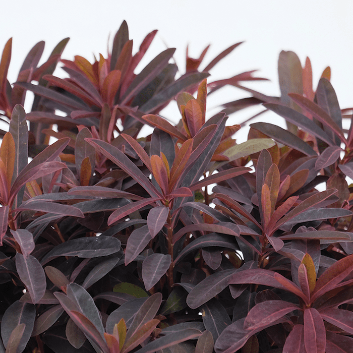 burgundy euphoria leaves