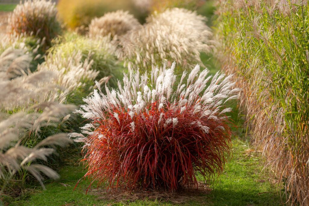 red colored miscanthus grass on the landscape
