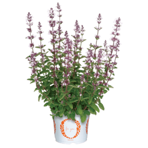 potted nepetah purple flowers plnt wit