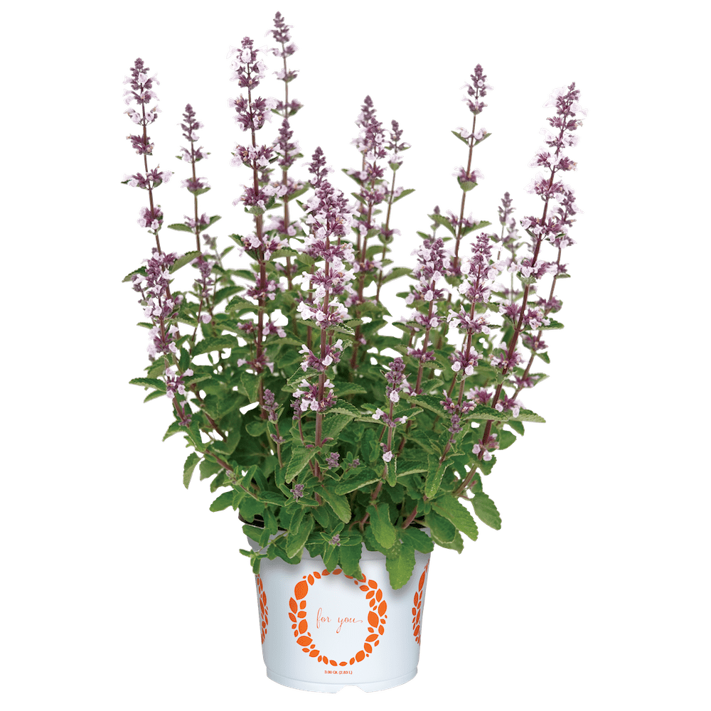 potted nepetah purple flowers plnt wit