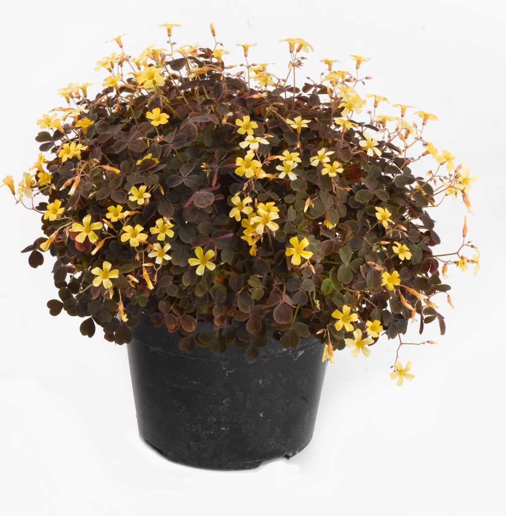 burgundy oxalis leaves with light yellow flowers