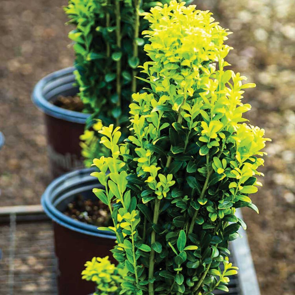 Potted holly bush with lighter, lime green new growth