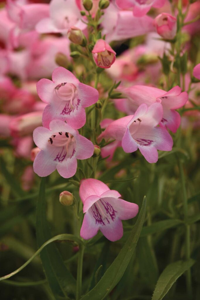 lighter pink penstemon flowers