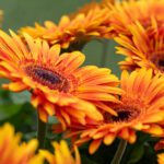 bright orange gerbera
